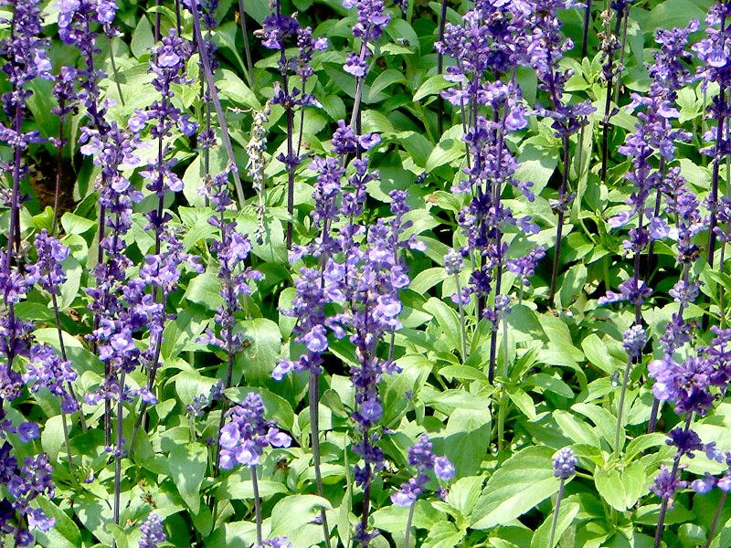 �u���[�T���r�A(Blue salvia)