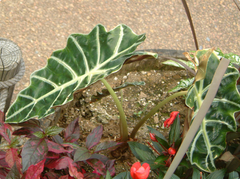 �A���J�V�A�E�A�}�]�j�J�iAlocasia amazonica