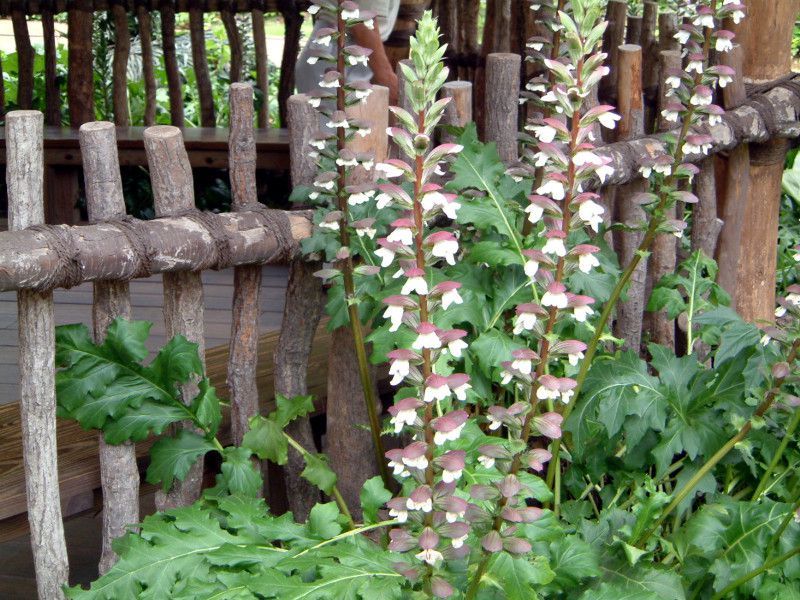 �A�J���T�X(Acanthus)
