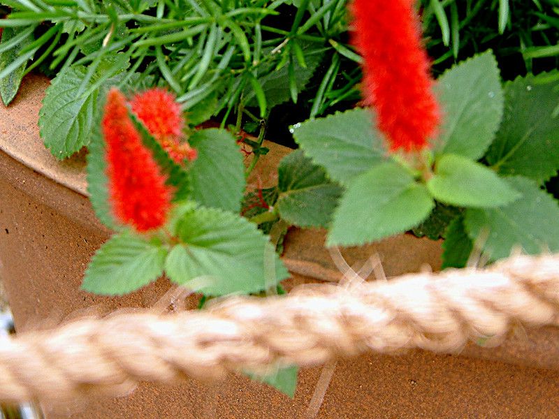 �L���b�g�e�[���iCat tail�j