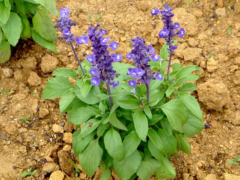 �u���[�T���r�A(Blue salvia)