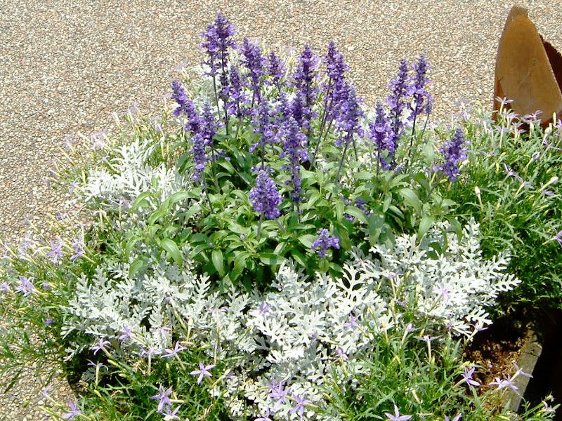 �u���[�T���r�A(Blue salvia)