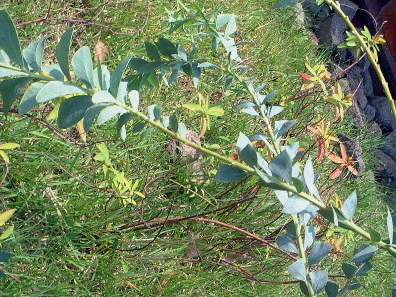 ���[�J��(Eucaly)