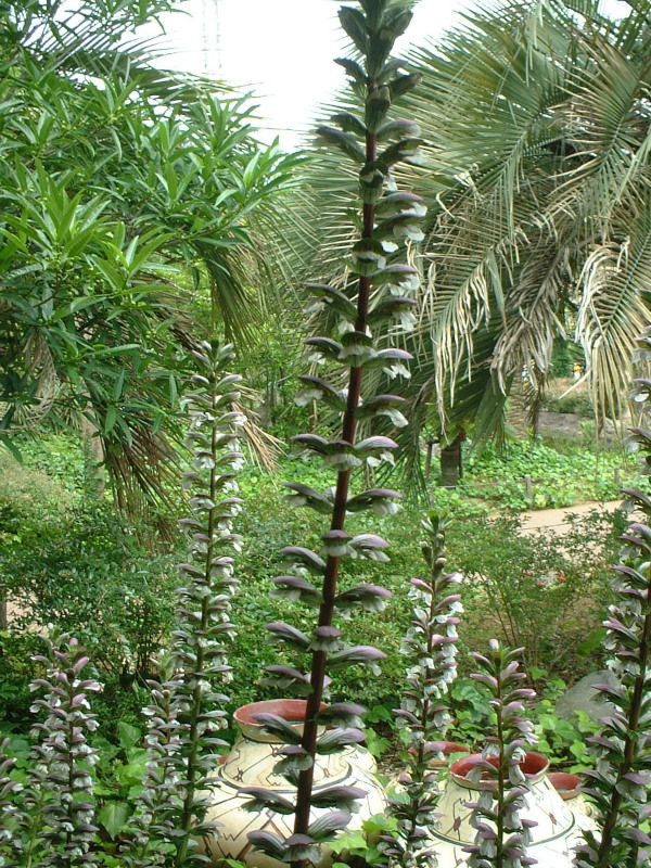 �A�J���T�X(Acanthus)