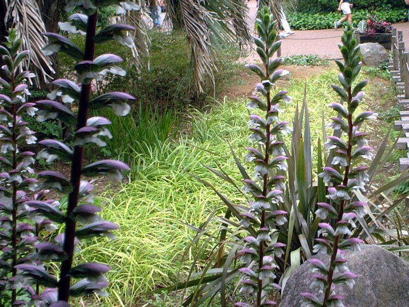 �A�J���T�X(Acanthus)