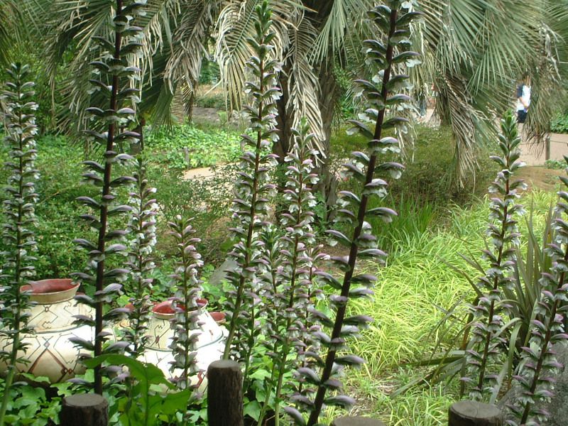 �A�J���T�X(Acanthus)