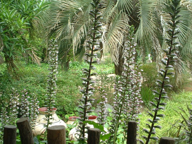 �A�J���T�X(Acanthus)