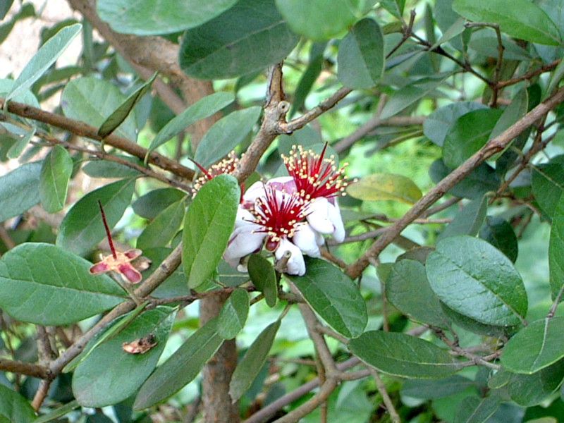 �t�F�C�W���A(Feijoa)