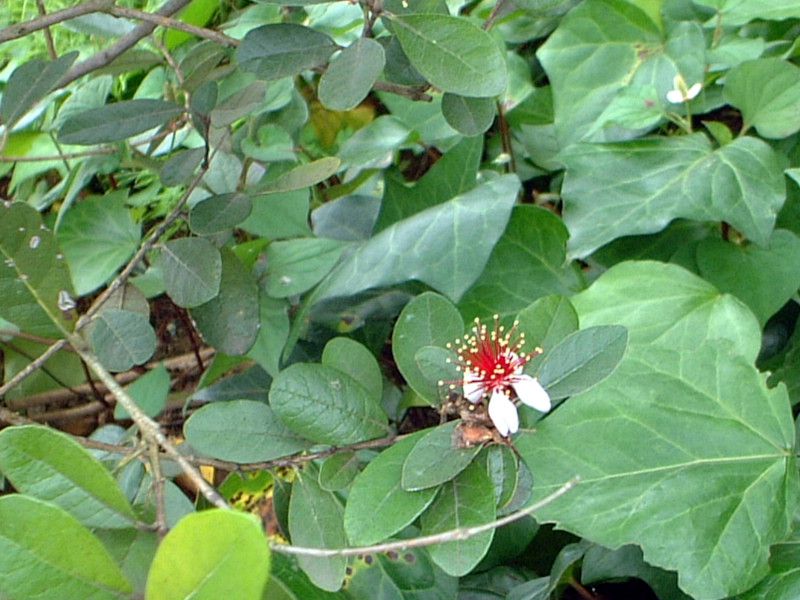 �t�F�C�W���A(Feijoa)