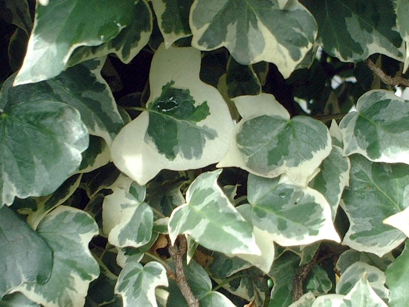 �A�C�r�[(Ivy)