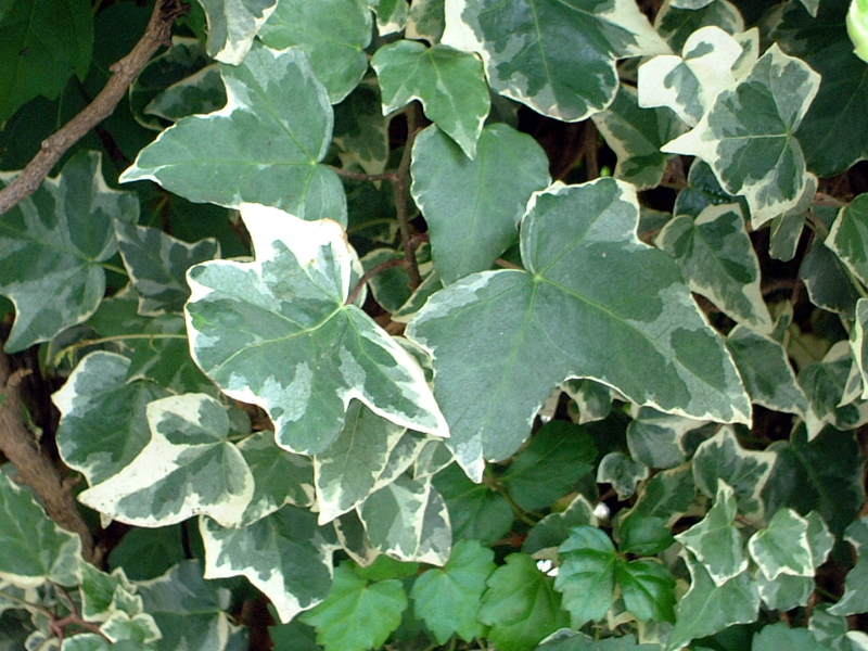 �A�C�r�[(Ivy)