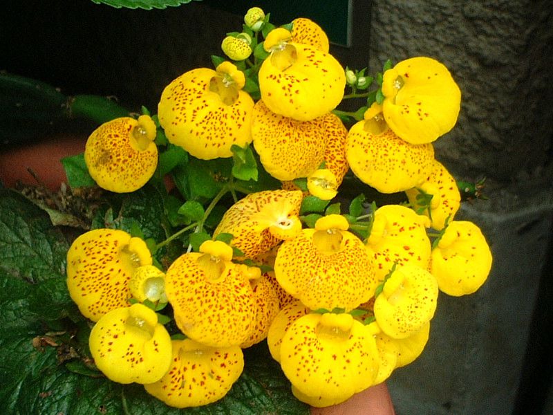 �J���Z�I�����A(Calceolaria)