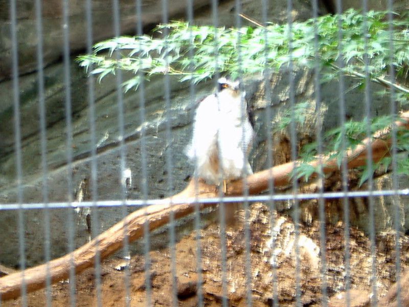 �n�C�C���g�r�i�D�F�΁j