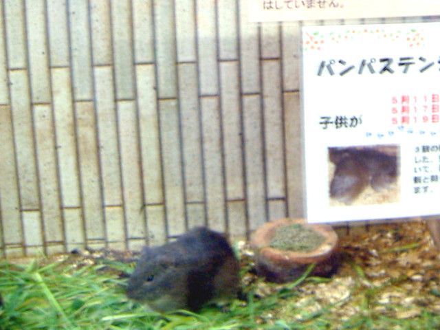 �p���p�X�e���W�N�l�Y�~
