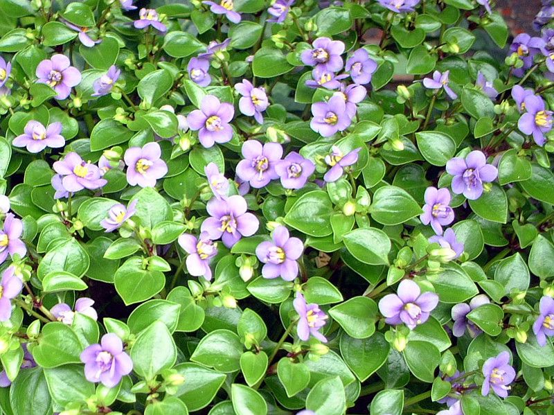 �G�L�U�J��(Exacum)