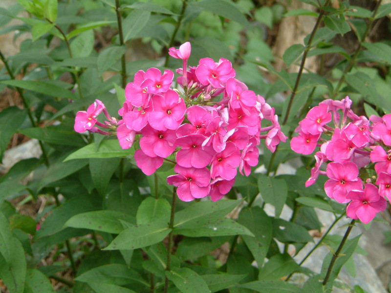 �t���b�N�X�E�p�j�L�����[�^�iPhlox paniculata�j