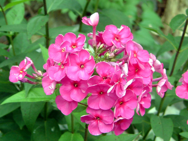 �t���b�N�X�E�p�j�L�����[�^�iPhlox paniculata�j