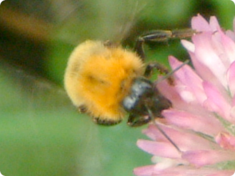 �g���}���n�i�o�`�iBombus (Megabombus�j