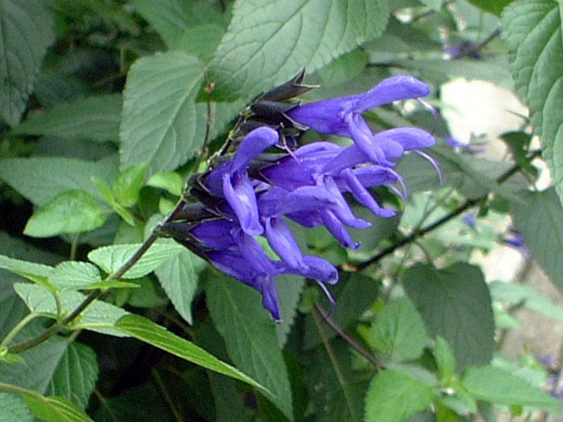 ���h�E�Z�[�W�iMeadow Sage�j
