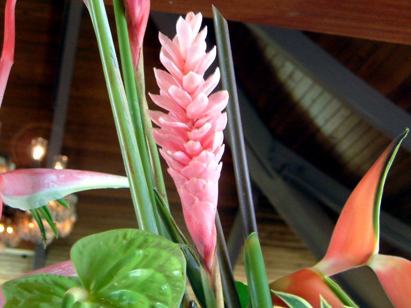 pink ginger