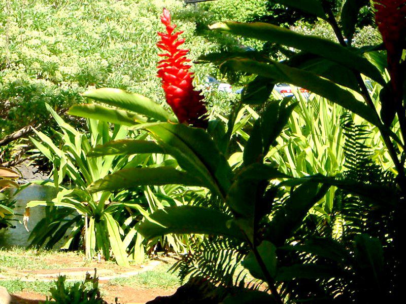 red ginger