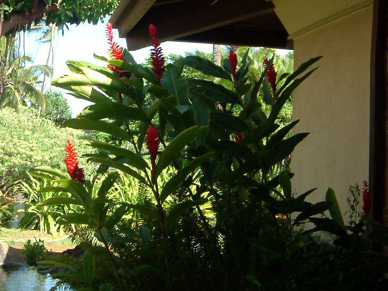 red ginger
