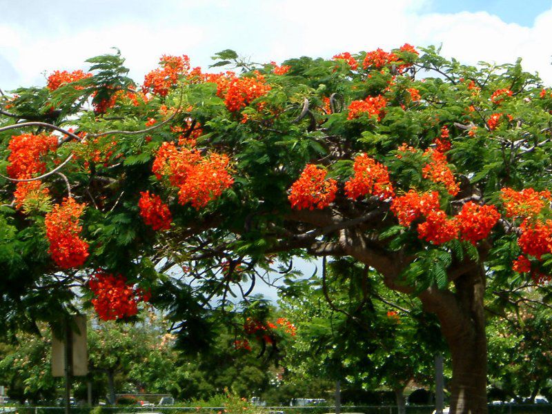 royal-poinciana