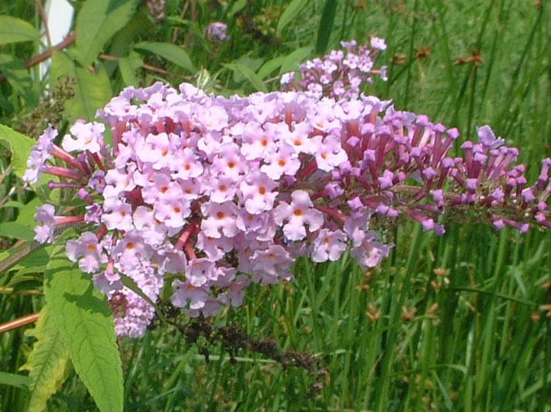 �u�b�h���A(Buddleja)