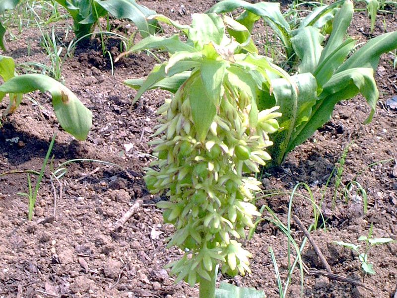 �p�C�i�b�v�������[(Pineapple lily)