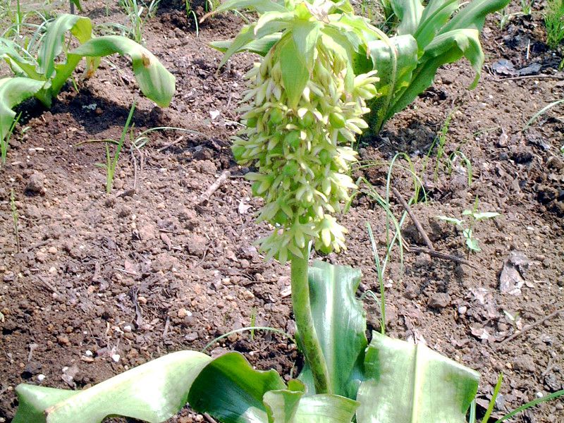 �p�C�i�b�v�������[(Pineapple lily)