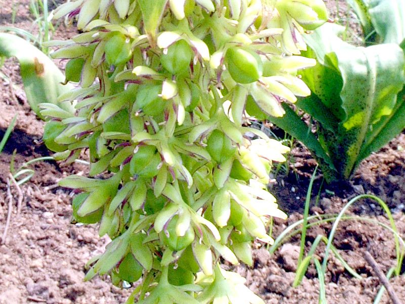 �p�C�i�b�v�������[(Pineapple lily)
