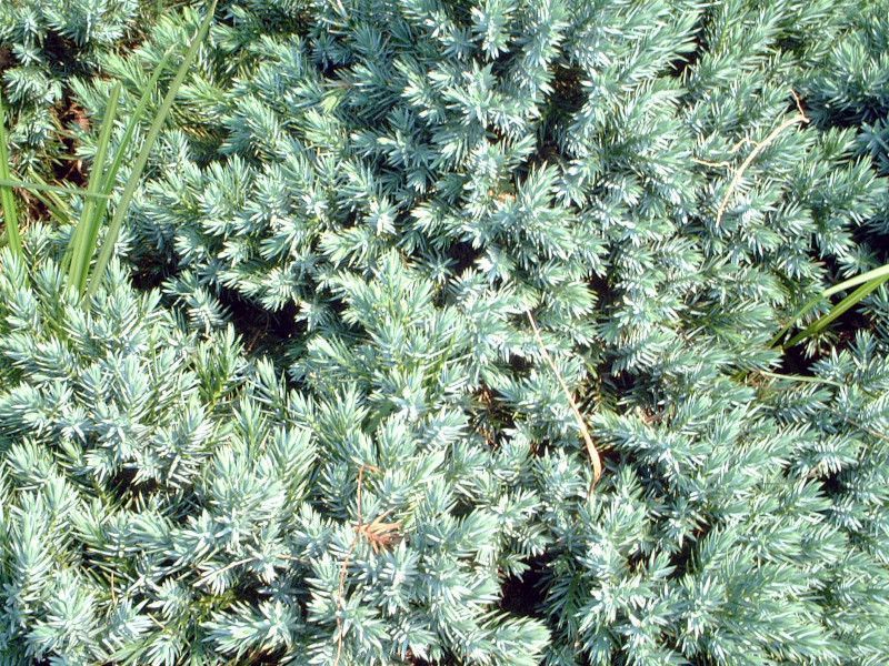 �W���j�y���X�u���[�X�^�[(Juniperus Blue Star)