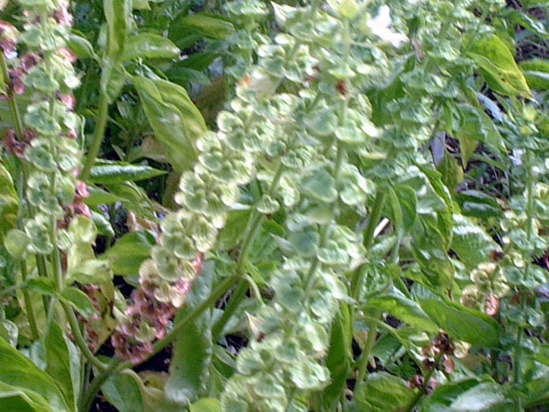 �X�C�[�g�o�W��(Sweet basil)
