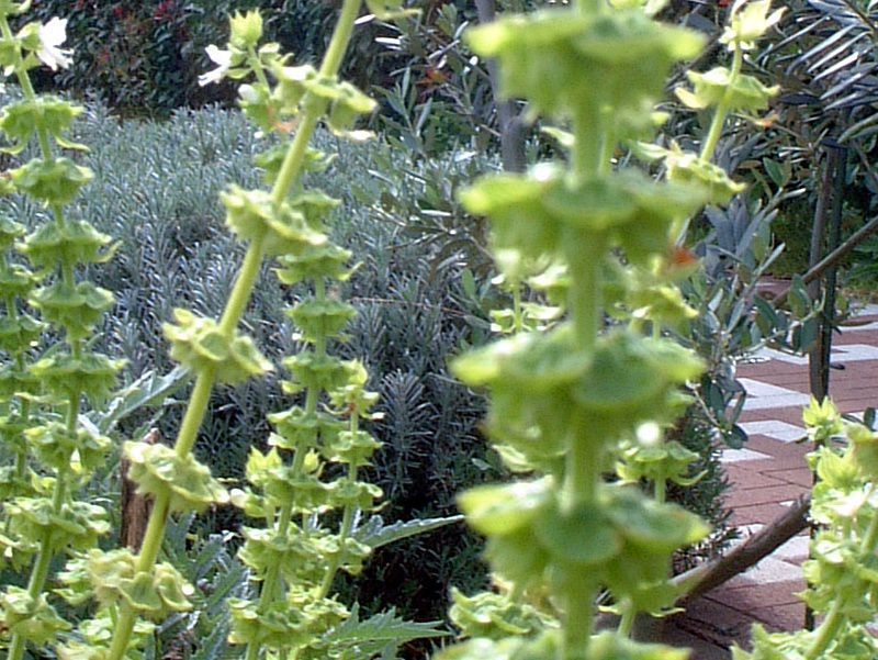 �X�C�[�g�o�W��(Sweet basil)