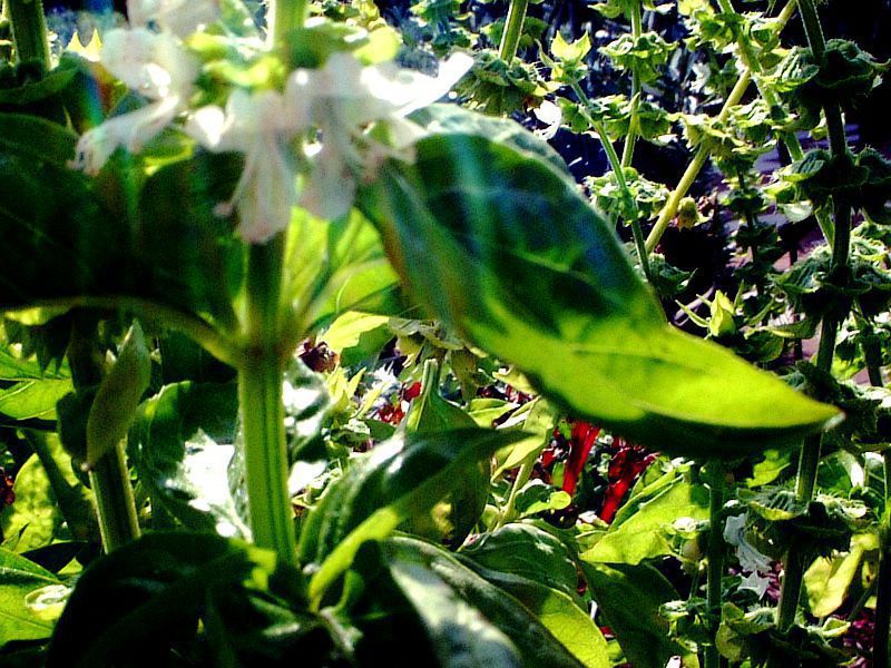 �X�C�[�g�o�W��(Sweet basil)