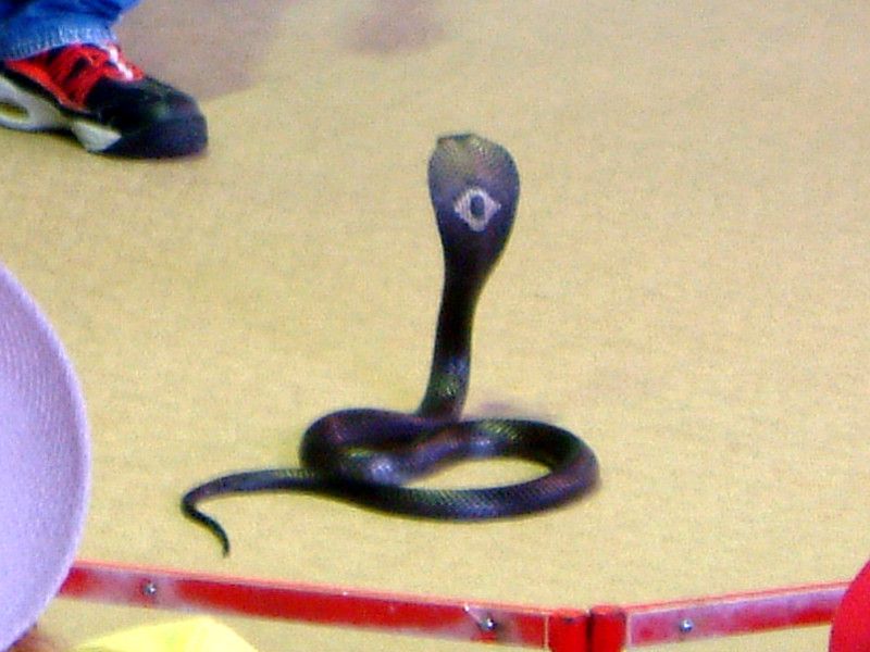 ���m�N���R�u���iMonocled Cobra�j