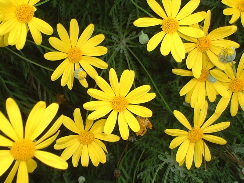 ���[���I�v�X�f�[�W�[�iEuryops daisy�j