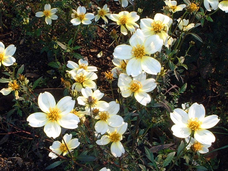 �E�B���^�[�R�X���X(Winter cosmos)
