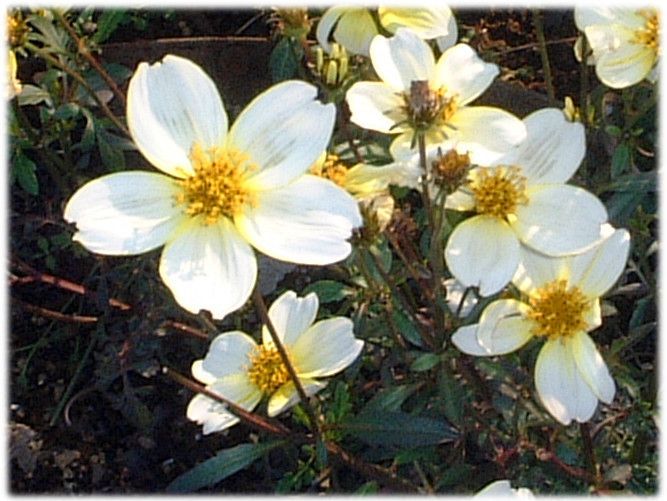 �E�B���^�[�R�X���X�iWinter cosmos�j