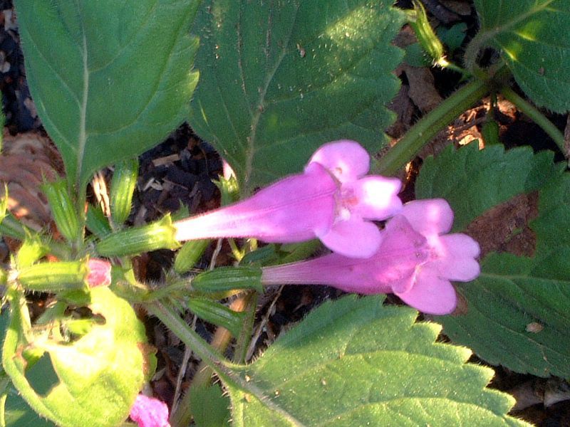 �J���~���T�E�O�����f�B�t���[��