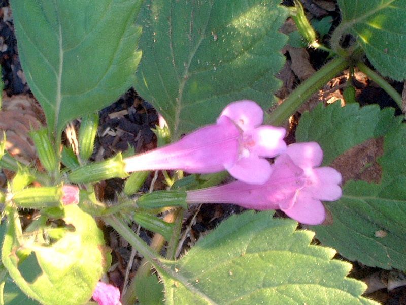 �J���~���T(Calamintha) 