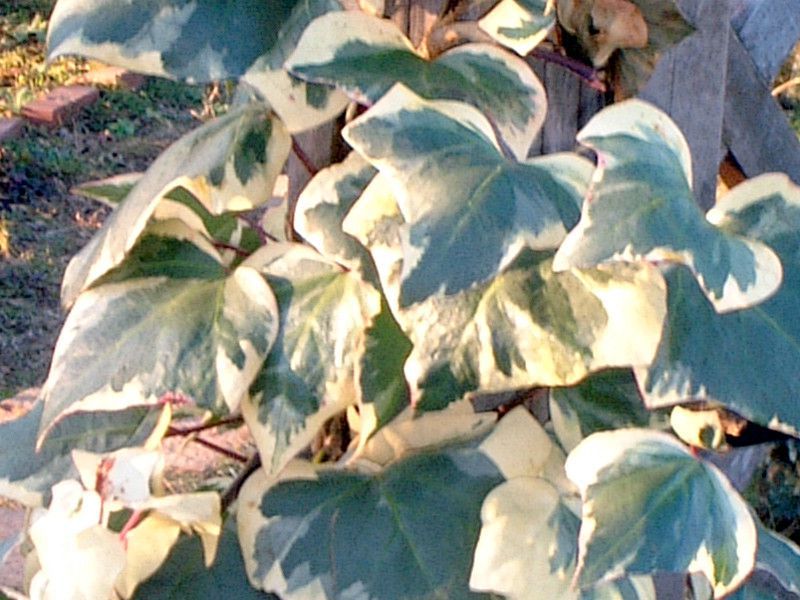 �A�C�r�[(Ivy)