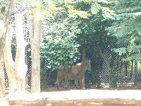 �C���h���C�I��