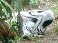 �X�}�g���g�� Sumatra�Ձj