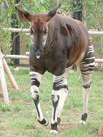 �I�J�s Okapi�j