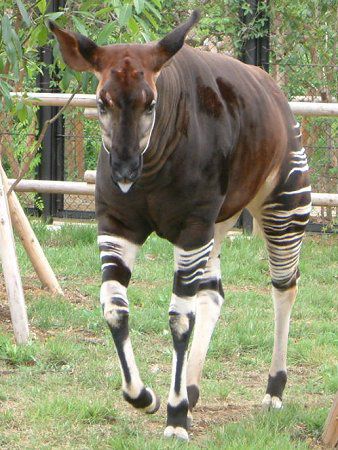 �I�J�s�iOkapi�j