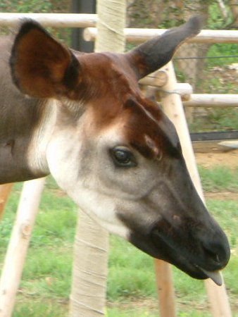 �I�J�s�iOkapi�j