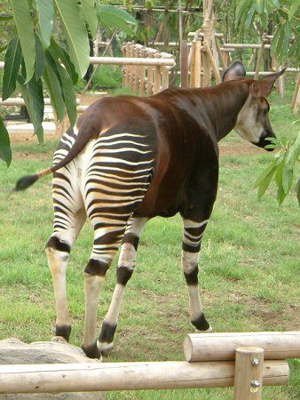 �I�J�s�iOkapi�j