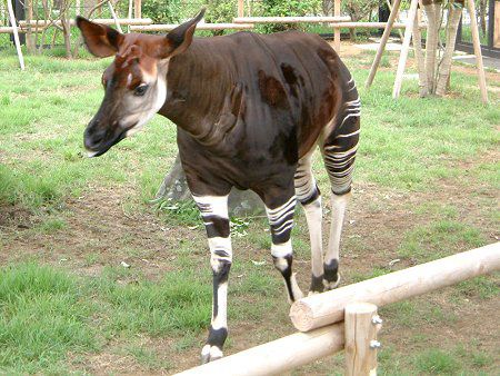 �I�J�s�iOkapi�j