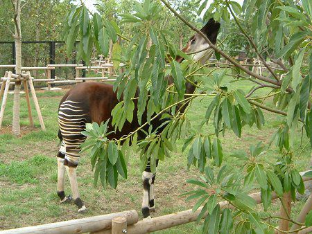 �I�J�s�iOkapi�j